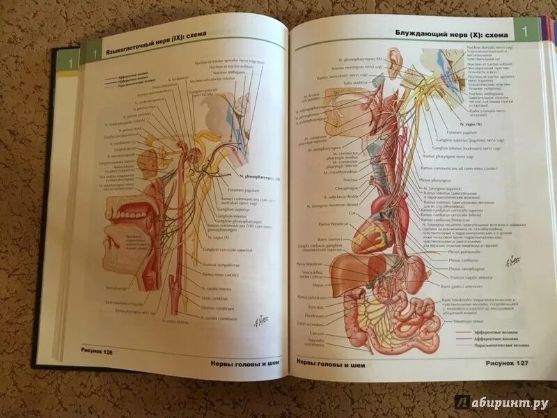 Атлас_анатомии_человека,Фрэнк_Неттер 6 OZON. Фрэнк Неттер атлас анатомии человека. Гастроэнтерология атлас Неттера. Атлас анатомии человека Фрэнк Неттер 4 издание.