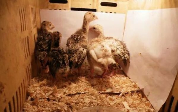 Индюшата пищат