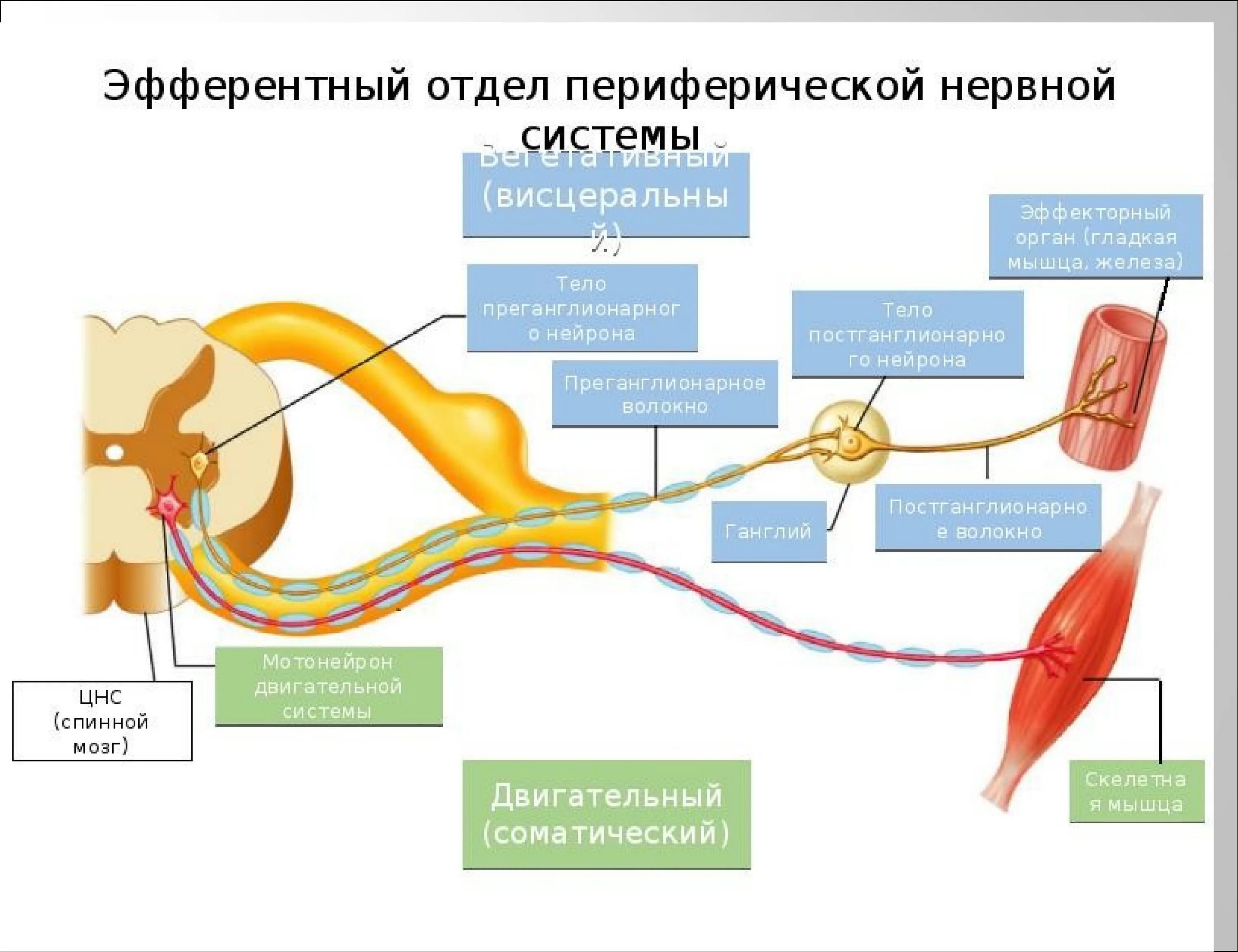 Двигательный вегетативный нейрон. Преганглионарные волокна вегетативной нервной системы. Преганглионарные волокна схема. Ход нервных волокон вегетативной нервной системы рисунок. Эфферентный отдел периферической нервной системы.