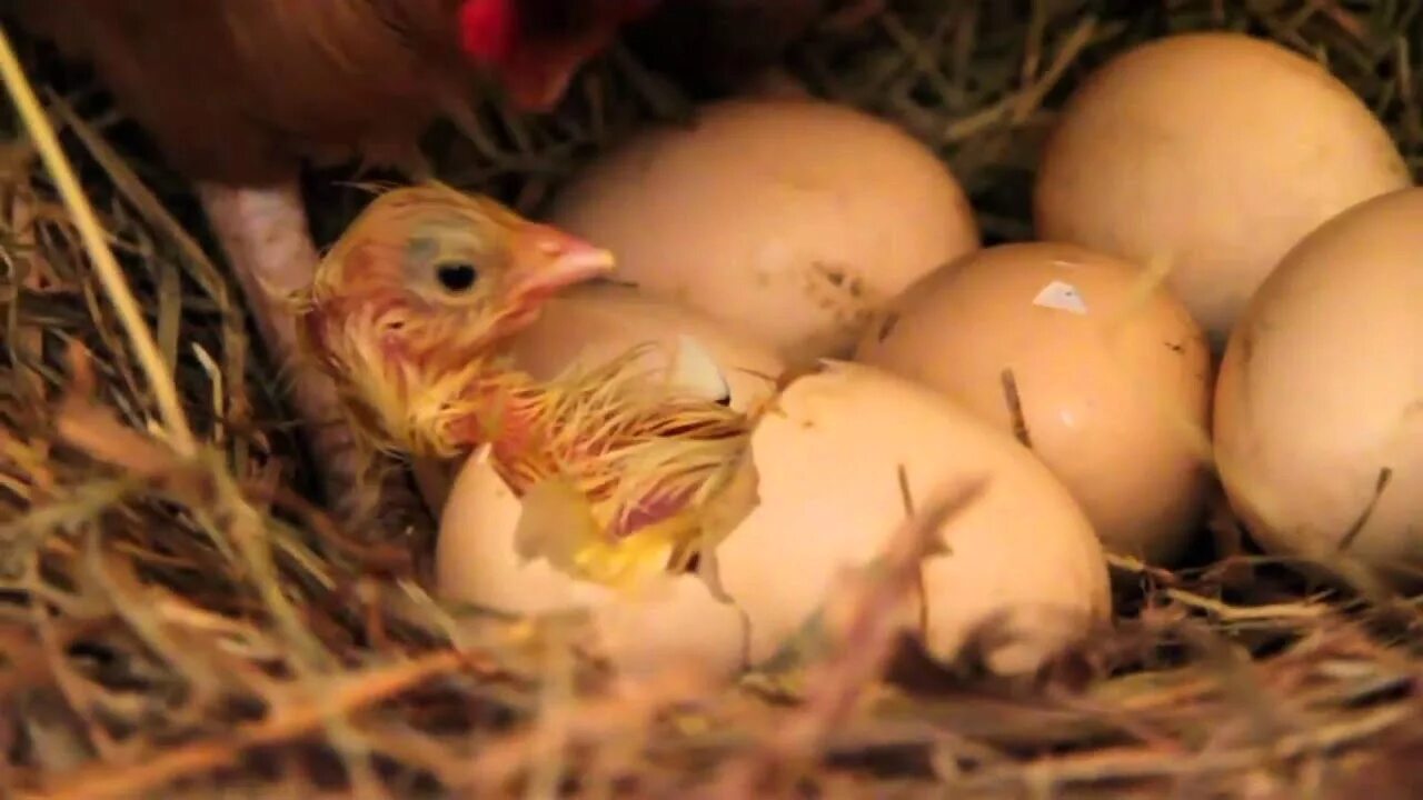 Сколько дней курица высиживает яйца до цыпленка. Курочка высиживает яйца. Выводок цыплят. Вылупившиеся цыплята. Цыпленок вылупляется.