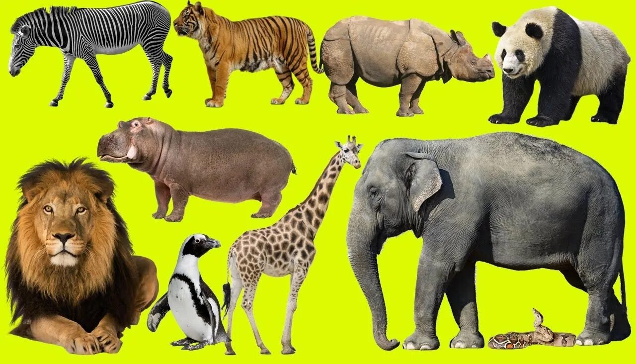 Zoo animals videos. Дикие животные Африки. Животные Африки для детей. Животные зоопарка. Звери из зоопарка.