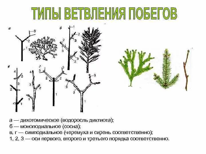 Дихотомическое ветвление стебля. Схемы типов ветвления побегов. Мутовчатое ветвление стебля. Дихотомическое ветвление побега.