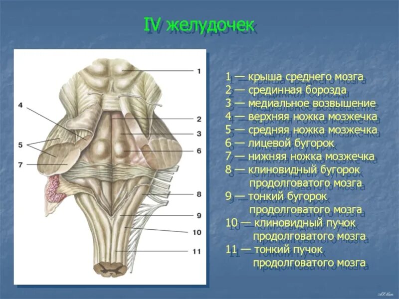 Желудочки среднего мозга