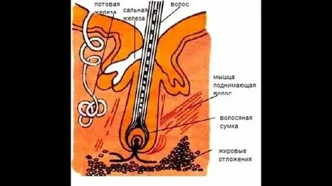 Структуры кожи млекопитающих