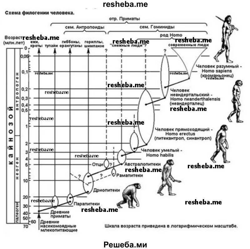 Древние люди в хронологической последовательности. Основные этапы антропогенеза схема. Антропогенез схема эволюции человека. Схема антропогенеза таблица. Стадии антропогенеза ЕГЭ.