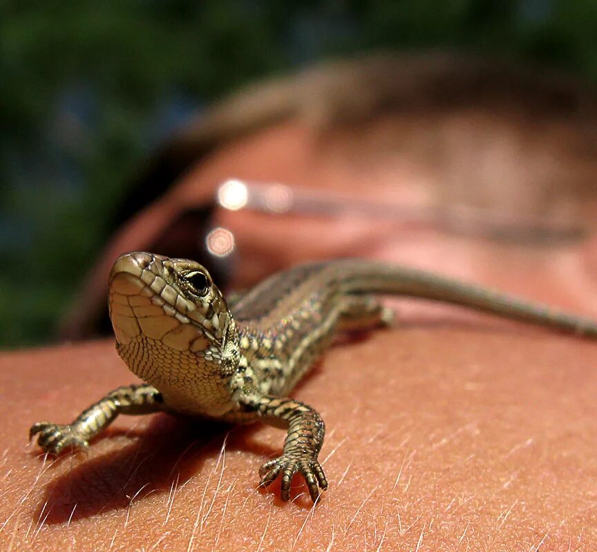 Европейская ящерица. Карликовый геккон (Sphaerodactylus ariasae). Ящерицы Геншин. Руинная агама.