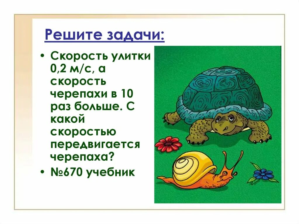 Скорость черепахи. Загадка про черепаху. Задачка про черепах. Задачи про черепах. Скорость черепахи метров в минуту