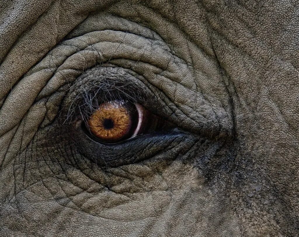 Глаза слона. Глаза носорога. Зрачок слона. Взгляд слона. Bear s eye