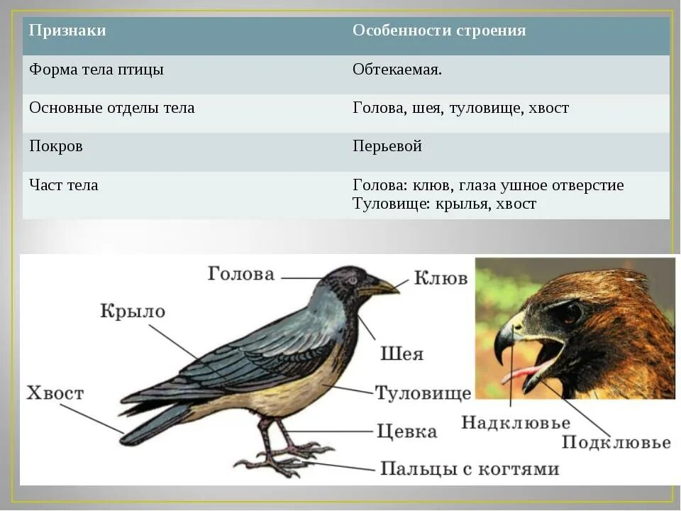 Форма тела птиц особенности строения значение