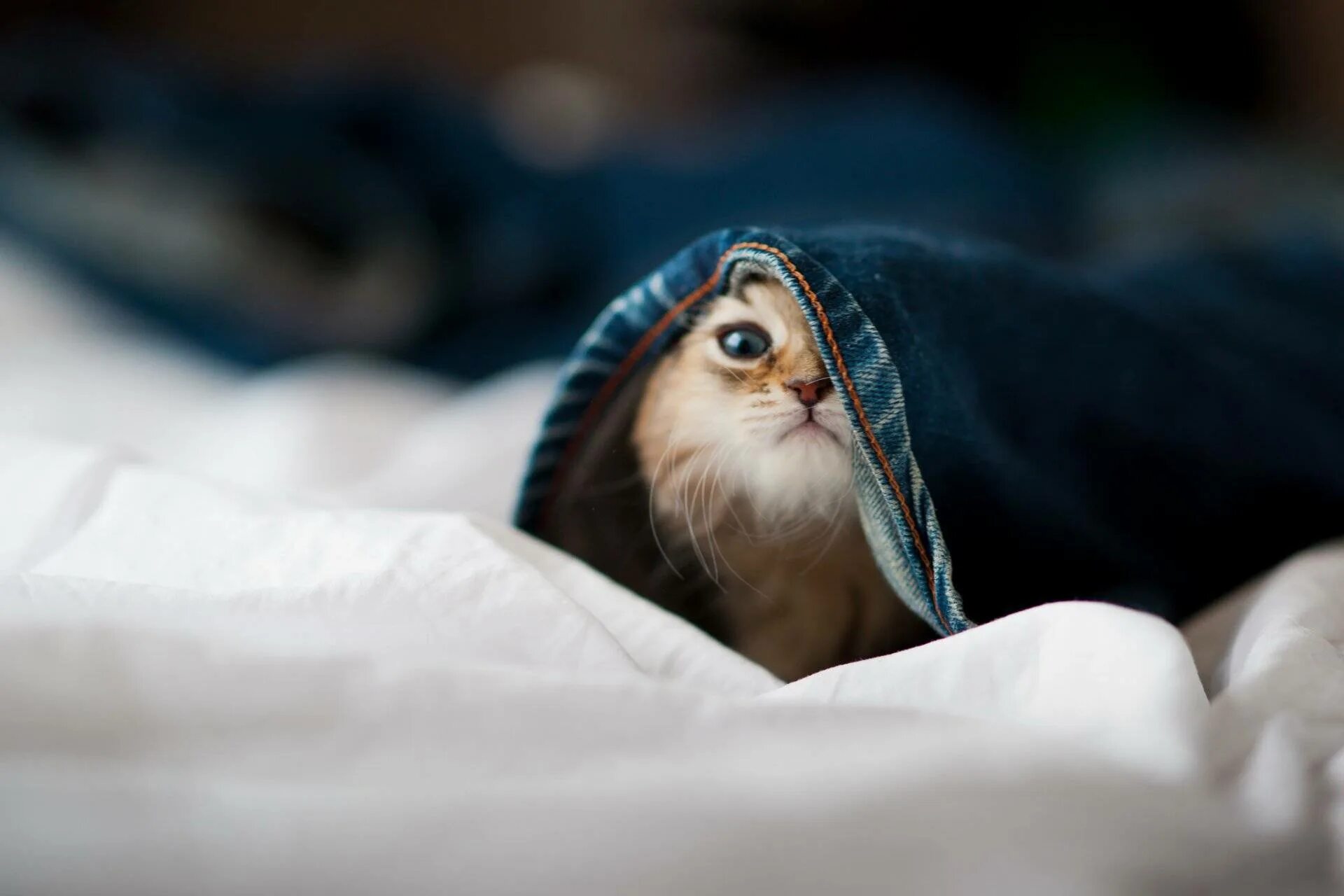 Котик под одеялом. Выглядывает из под одеяла. кот спрятался под одеялом. кот выглядывает из под одеяла. кот из под одеяла.