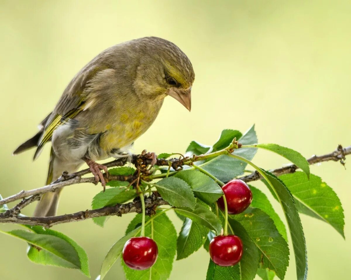Bird cherry