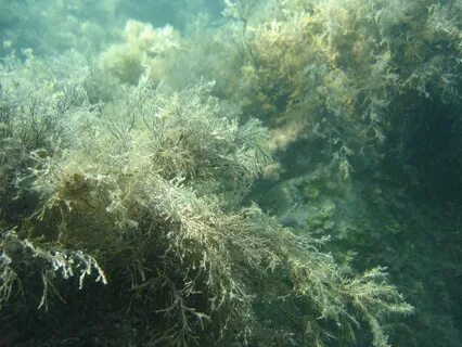 Водоросли азовского моря