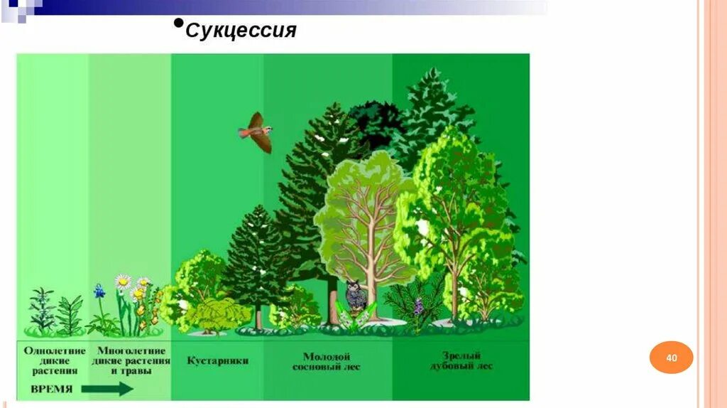 Кустарники сукцессия. Смена экосистем. Экосистема леса презентация. Изменения в биогеоценозах. Изм лес