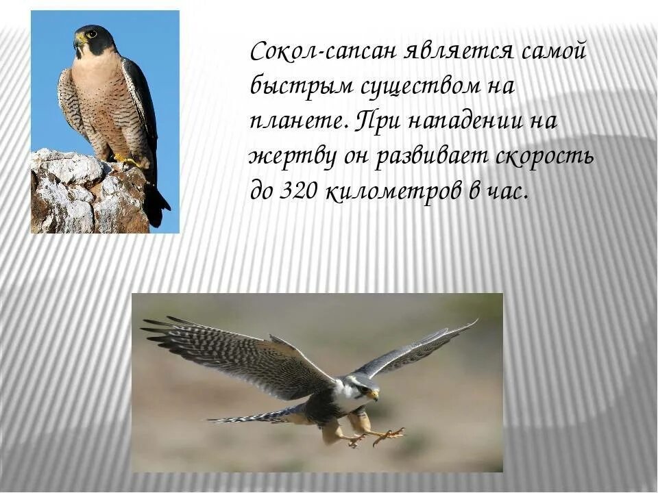 Скорость полета сапсана. Сокол Сапсан обитает. Сокол Сапсан интересные факты. Сокол описание. Сокол птица описание.