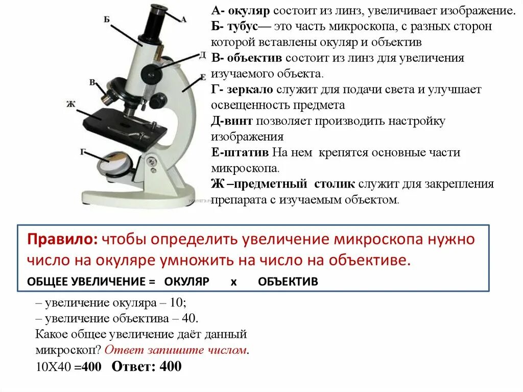 Что такое окуляр в микроскопе 5 класс биология. Окуляр микроскопа 100 кратный. Что такое тубус в микроскопе 5 класс. Окуляр микроскопа строение микроскопа. Какую часть выполняет тубус