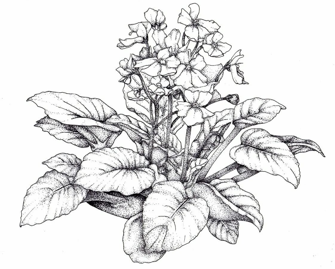 Фиалка карандашом. Узамбарская фиалка рисунок. Наброски растений. Комнатные растения карандашом. Цветы рисунок карандашом.