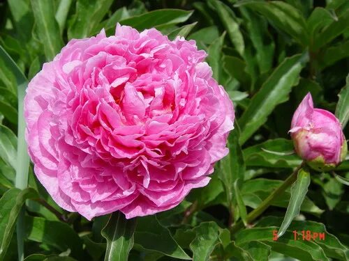 Пион розовое облако травянистый. Пион herbaceous peony. пион травянистый розовое облако. пион травянистый &quot;китайский шелк&quot; (paeonia patio &quot;lao lai hong&quot; ).