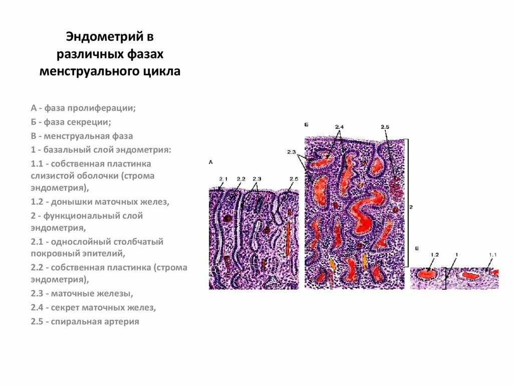 Стадии менструационного цикла гистология. Эндометрий пролиферативного типа что это гистология. Матка фаза пролиферации гистология. Эндометрия в различные фазы менструальный цикл.