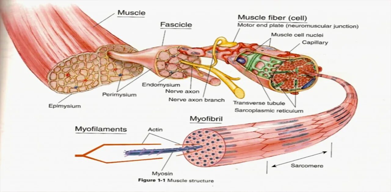 Последовательность мышечных элементов. Структура мышечного волокна рисунок. Строение волокна мышцы. Скелетное мышечное волокно схема. Строение мышечного волокн.