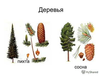 Чем отличаются пихты