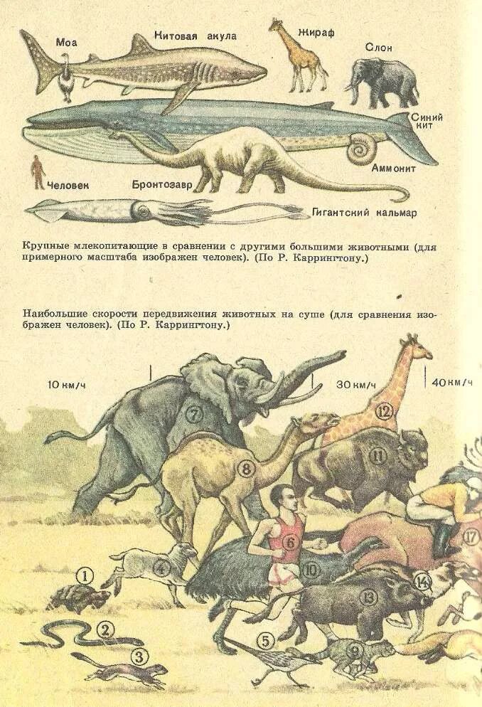 Зоология pdf