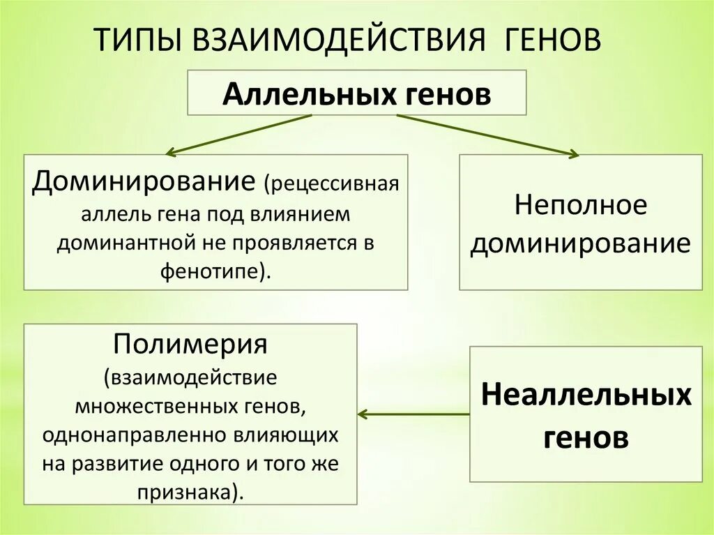 Взаимодействие генов презентация. Типы взаимодействия генов. Взаимодействие аллельных генов. Виды взаимодействия аллельных генов. Виды взаимодействия аллельных генов примеры.