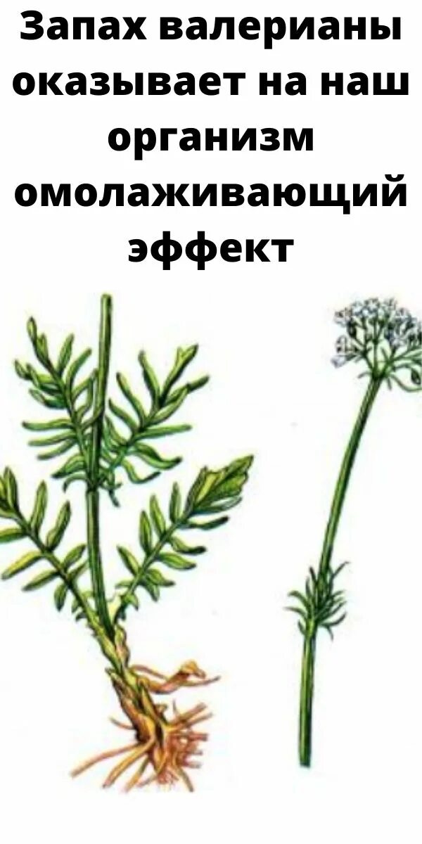 Запах валерьянки. Валериана Аянская. Валериана Тип корневой системы. Корневая система валерианы. Валерьянка корневая система.