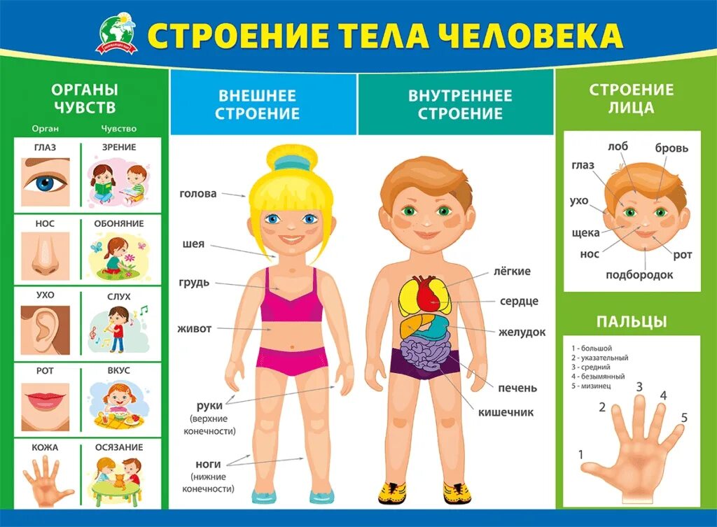 Наглядное пособие человек. Тема строение человека. плакат тело человека для детского сада. части тела для дошкольников. строение тела человека для дошкольников.