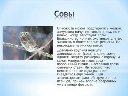 Сова перелетная птица