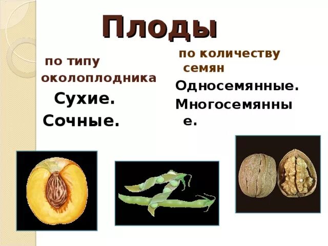 Какой плод является сочным односемянным. Сухие многосемянные боб плодов. сочные односемянные плоды. сочные плоды односемянные и многосемянные. плоды по типу околоплодника и по количеству семян.