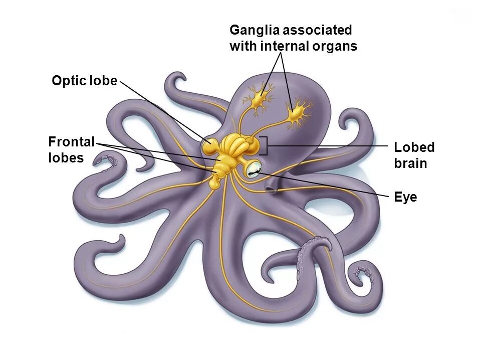 Головоногие строение нервной системы. Нервная система головоногих. Строение нервной системы головоногих моллюсков. Нервная система осьминога.