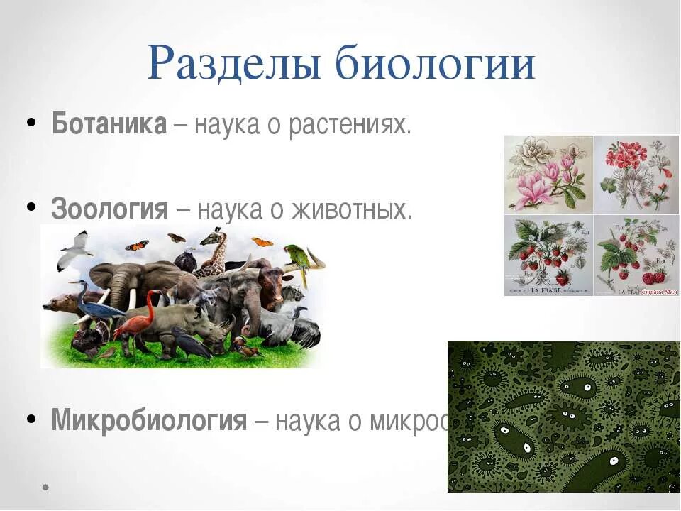 Название наук о животных. Науки по биологиибатаника зоология. Система наук о животных. Зоология презентация 5 класс. Название наук о животных.