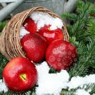 Яблоки новый год