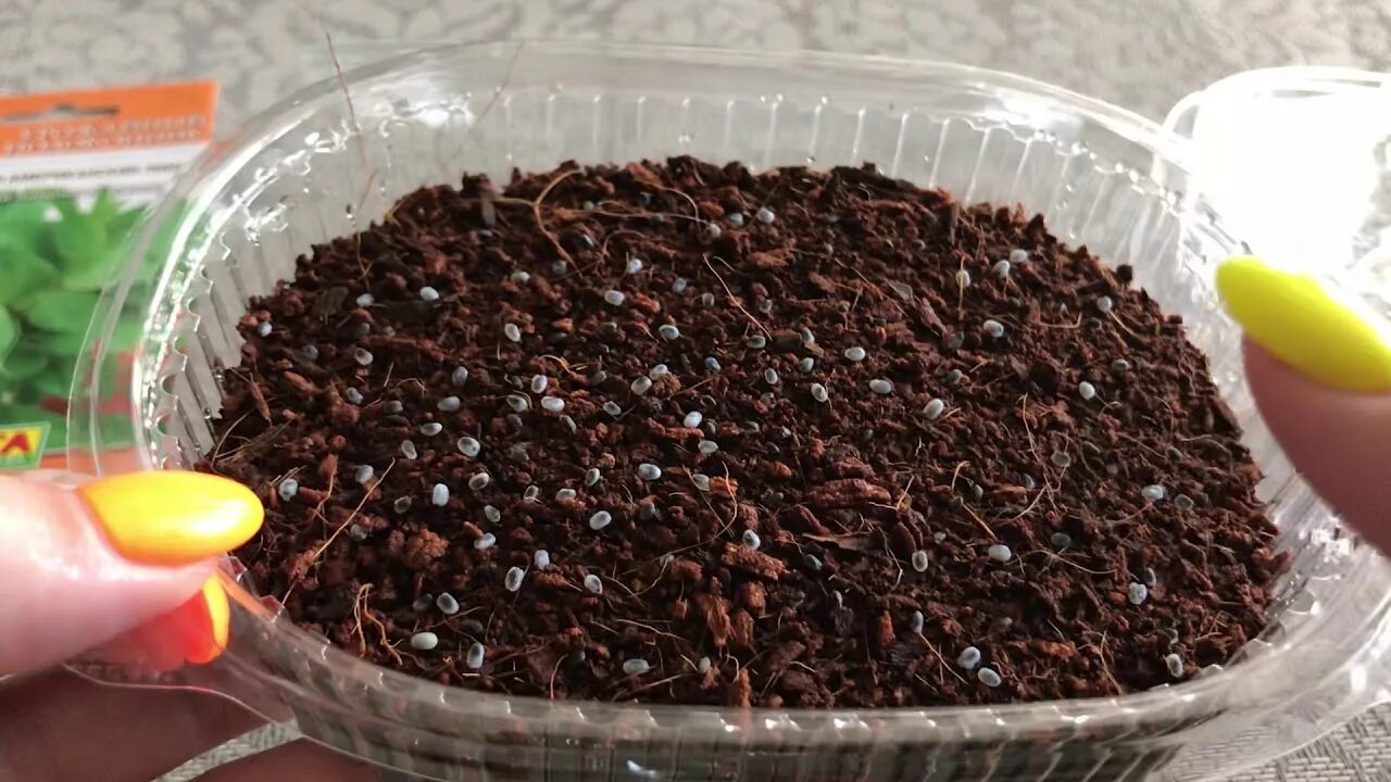 Organic Basil Seeds 100pcs For Vegetable Cultivation - BestSeedsOnline.com - Fre