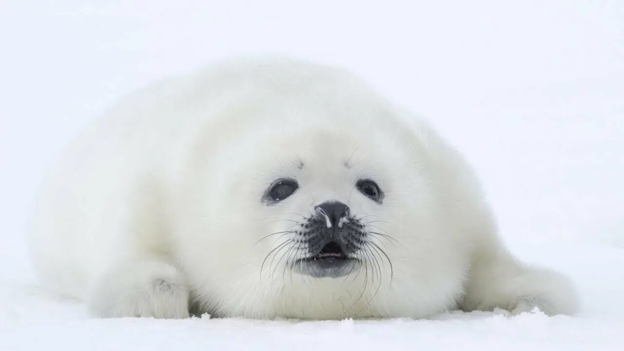 Белёк детеныш нерпы. Баукальская нерпа - белёк. Гренландский тюлень. Гренландский тюлень белый. Белек нерпы.