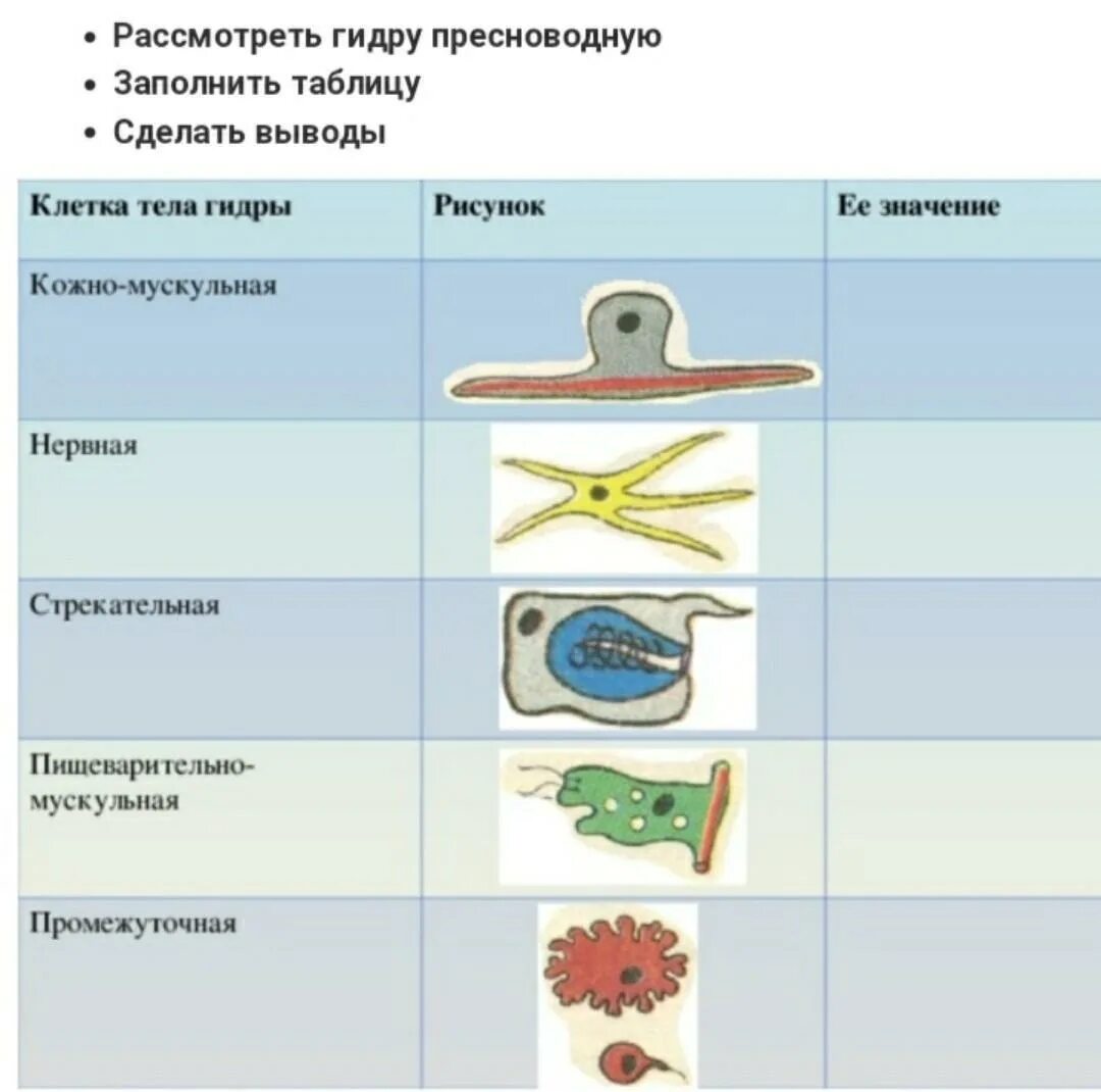 Кожно мускульные клетки. Строение эпителиально мускульной клетки. Строение эпителиально мускульной клетки гидры. Строение чувствительной клетки гидры. Строение кожно мускульной клетки гидры.