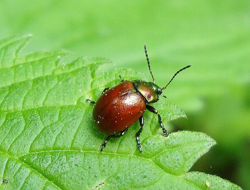 Шесть жук. Жук листоед травяной. листоед chrysolina polita. листоед гладкий. жук листоед великолепный.