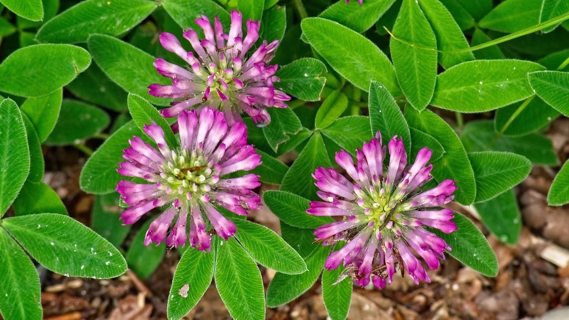 Клевер растение фото. Клевер Луговой. Клевер красный (Trifolium Rubens). Клевер средний Trifolium Medium. Клевер бобовые.