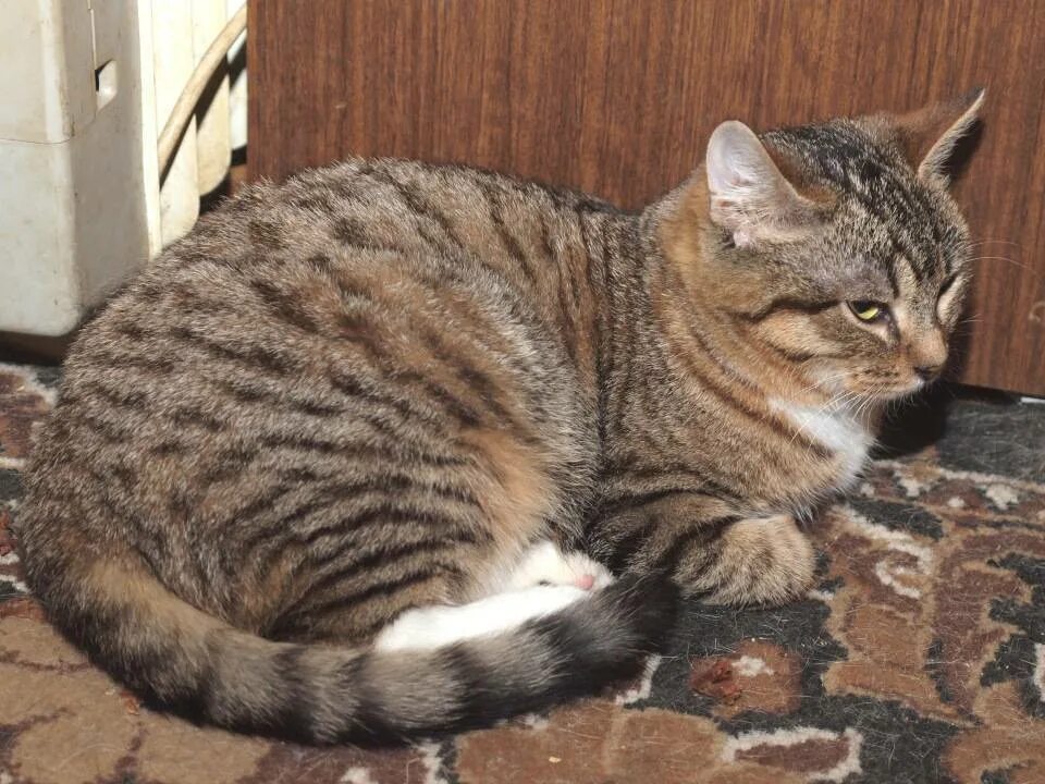 Коричневый полосатый кот. Мраморный мэнкс табби. Коричневый полосатый окрас. Европейская короткошерстная кошка табби. Черепаховый тигровый браун-табби.