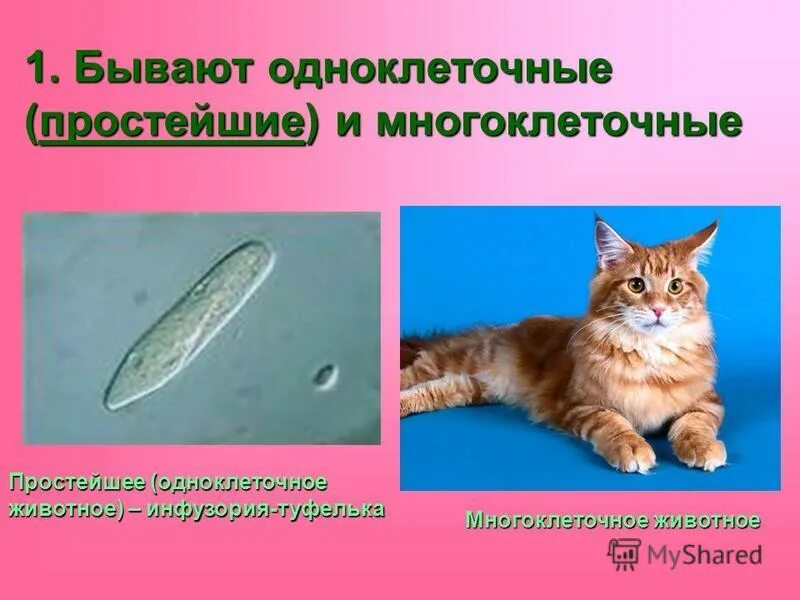 Одноклеточные организмы 5 класс биология. Простейшее многоклеточное животное. Простейшее многоклеточное животное. Одноклеточные и многоклеточные бактерии. Одноклеточные протисты.