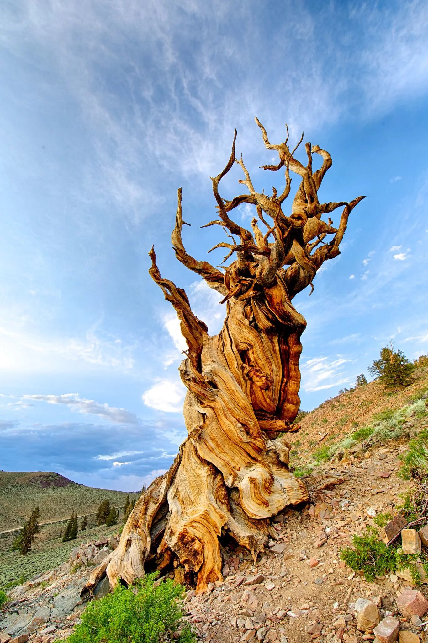 It is old tree