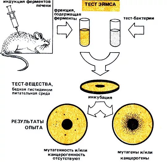 Тест на ферменты. Тест Эймса. Тест Эймса микробиология на мутагенность. Тест на канцерогенность. Схема постановки теста Эймса.