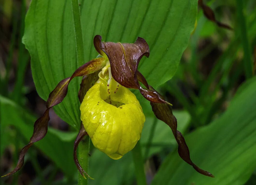 Венерин башмачок настоящий cypripedium calceolus l. Башмачок обыкновенный. Венерин башмачок фиолетовый. Где растет башмачок. Венерин башмачок настоящий (cypripedium calceolus).
