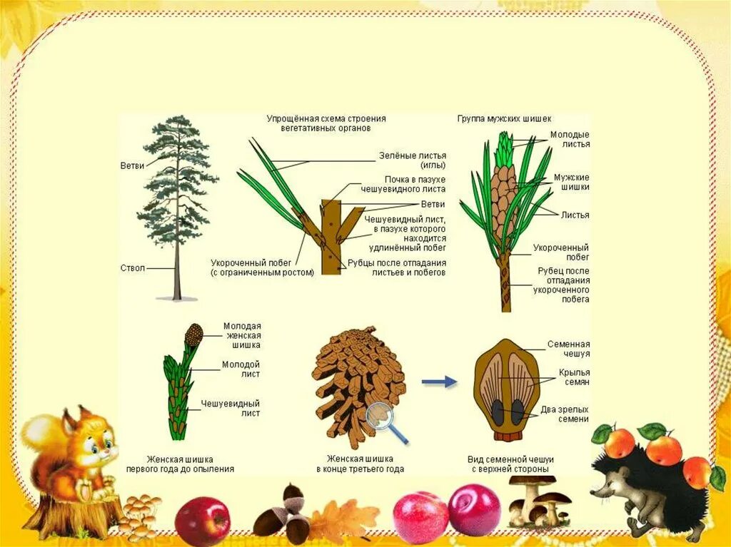Каково строение голосеменных. Вегетативные органы голосеменных растений. Каково строение семени сосны. Органы и ткани голосеменных растений. Виды семян растений Голосеменные.