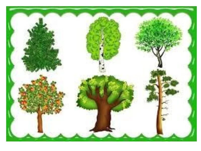 Деревья и кустарники 2 младшая группа. Тема недели деревья и кусты. Отгадка к загадке была зеленой маленькой потом я стала аленькой. Деревья и кустарники старшая группа. Игра лото для детей деревья.