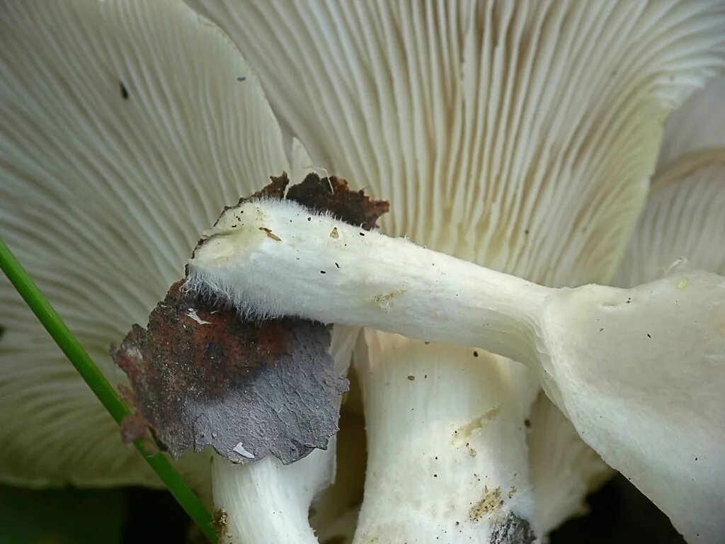 белые вешенки можно ли есть