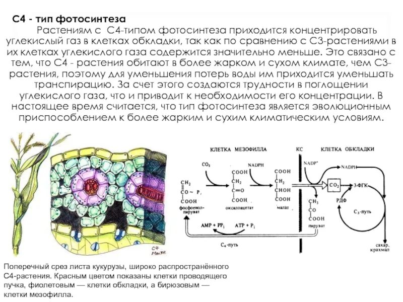 Перемещается углекислый газ из митохондрий в атмосферу. Типы фотосинтеза с3 с4. Фотосинтез с4 путь хэтча Слэка. С4 путь фотосинтеза растения. С4-путь фотосинтеза (цикл хетча — Слэка).