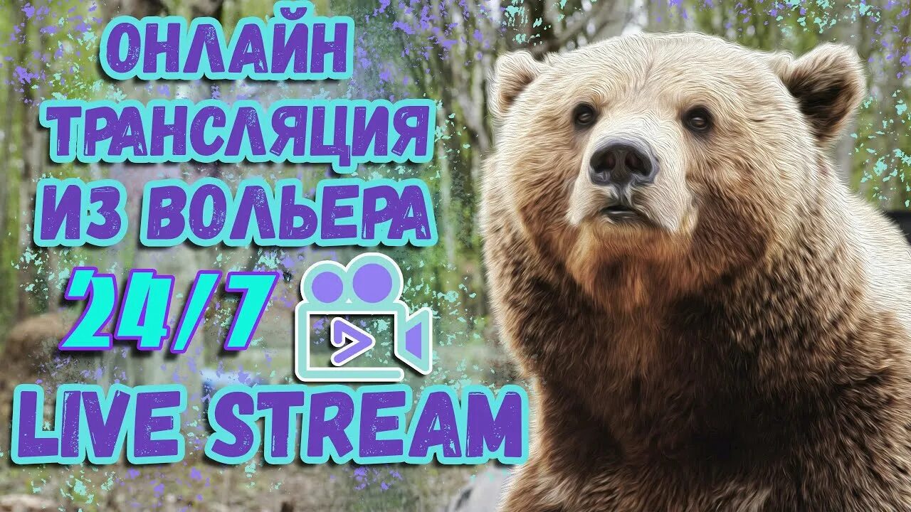 Медведи прямой эфир. Медведи прямой эфир. Медведи прямой эфир. Медведи прямой эфир. Медведи прямой эфир.