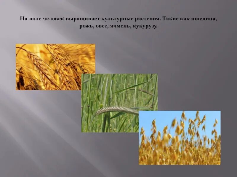Сообщение о пшенице 3 класс. Сообщение о пшенице. Природное сообщество поле. Рассказ о поле. Природное сообщество поле сообщение.