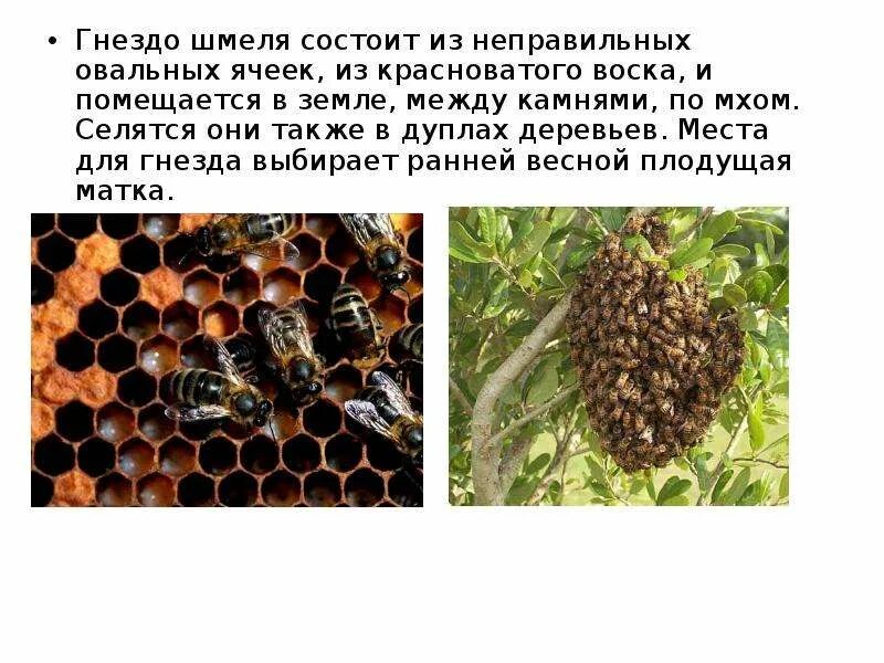 Проект про шмеля 4 класс Шмели. Интересные факты: lukilukii ЖЖ